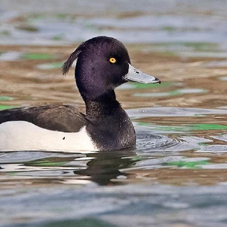 Fewo Im Naturschutzgebiet Hiddenhausen Kültér fotó