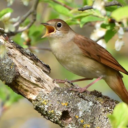 Fewo Im Naturschutzgebiet Hiddenhausen Kültér fotó
