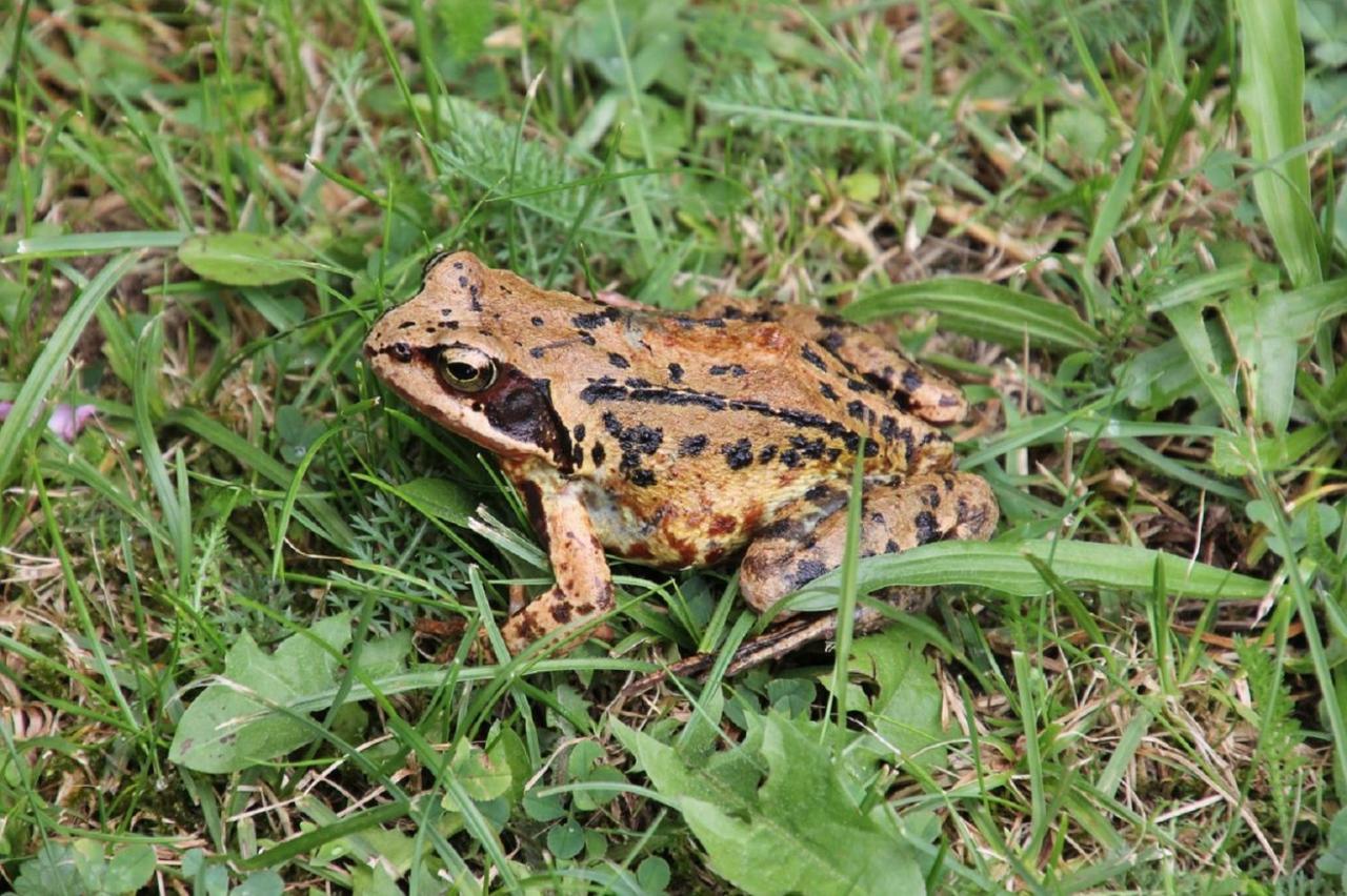 Fewo Im Naturschutzgebiet Hiddenhausen Kültér fotó
