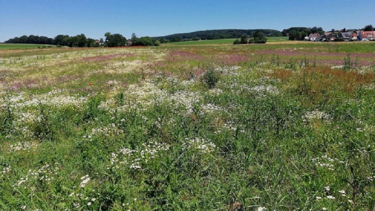 Fewo Im Naturschutzgebiet Hiddenhausen Kültér fotó