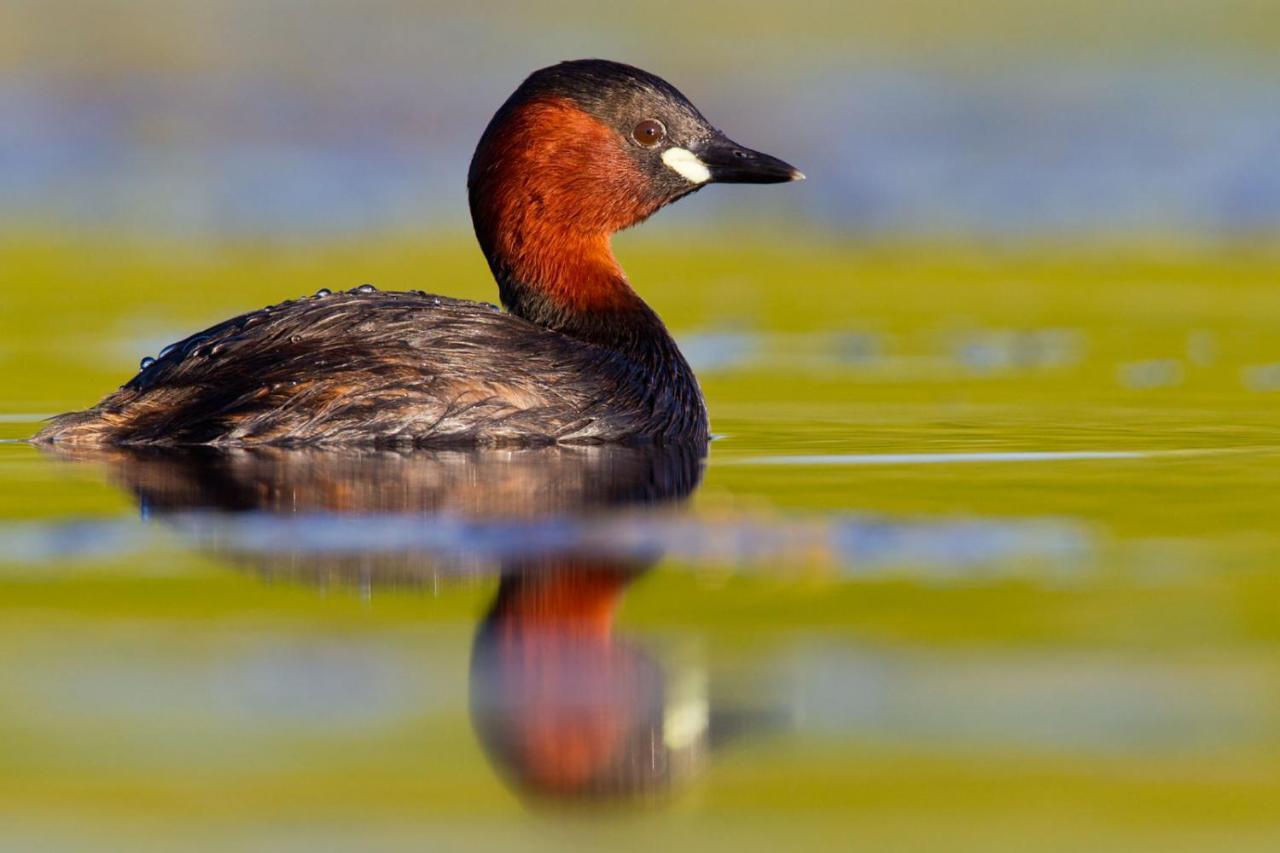 Fewo Im Naturschutzgebiet Hiddenhausen Kültér fotó