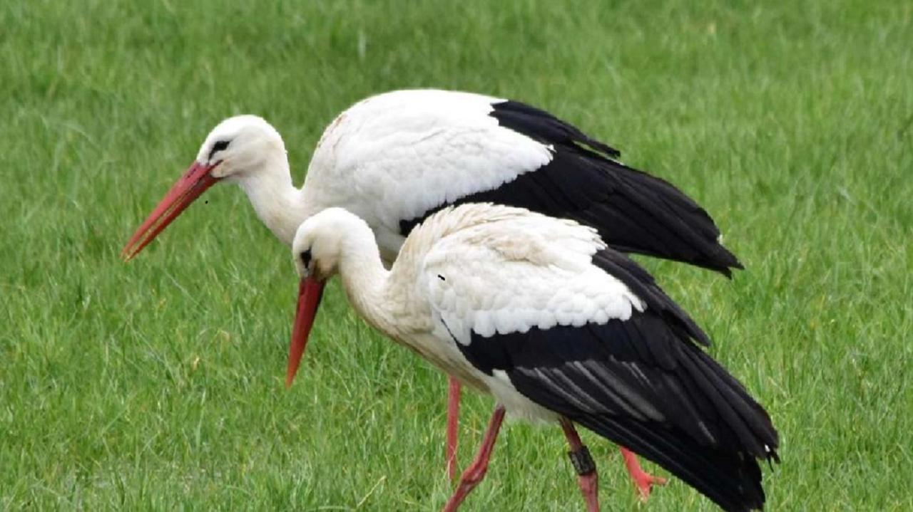 Fewo Im Naturschutzgebiet Hiddenhausen Kültér fotó