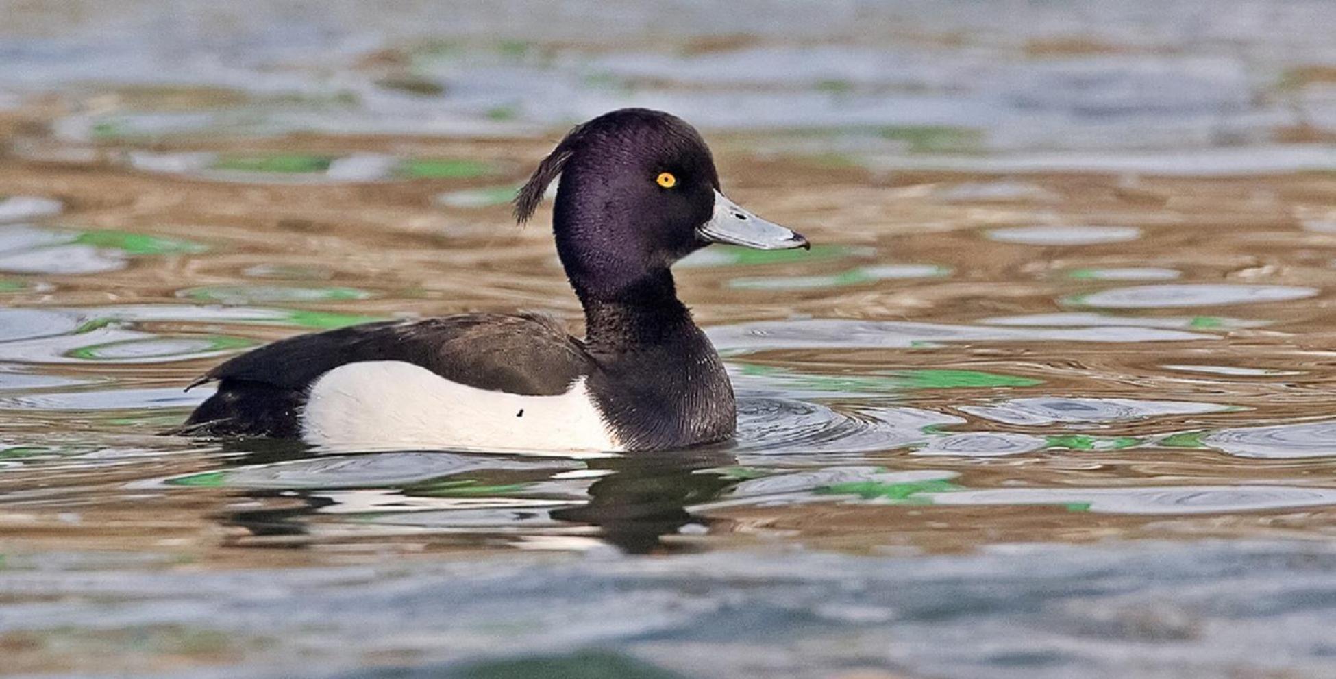 Fewo Im Naturschutzgebiet Hiddenhausen Kültér fotó